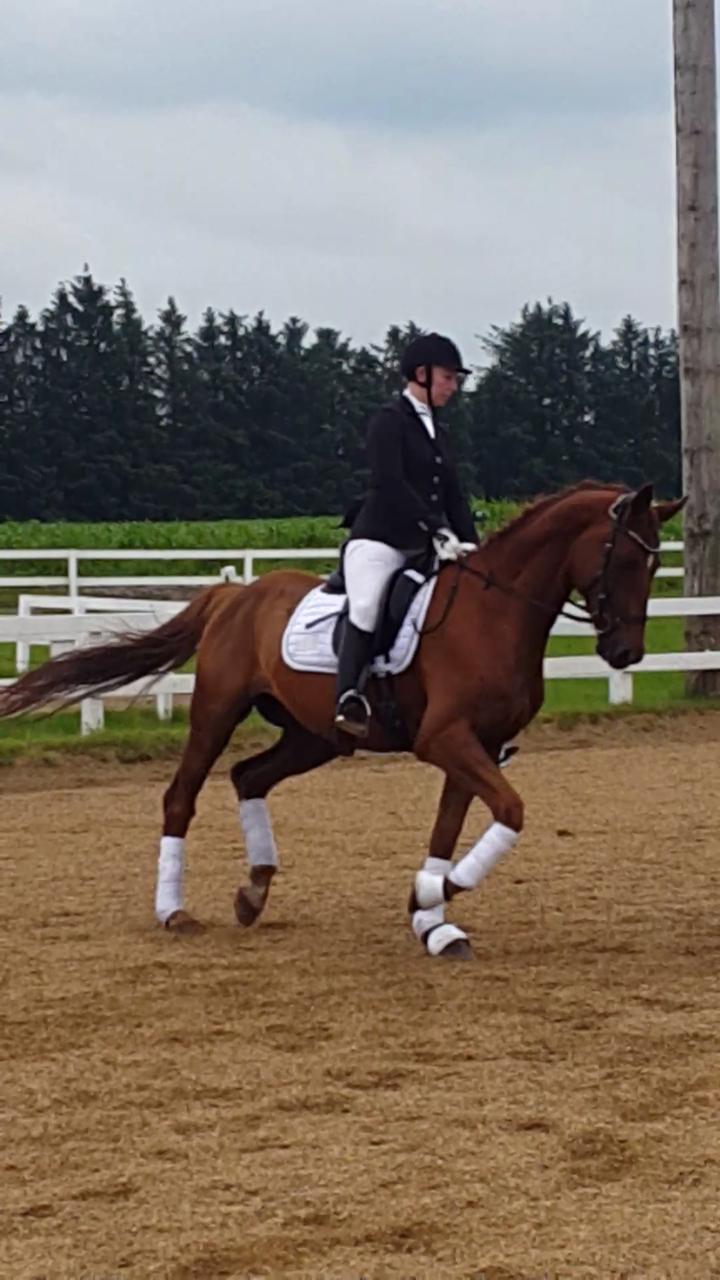 Dansk Varmblod Lundens Bosten (Kop) billede 8