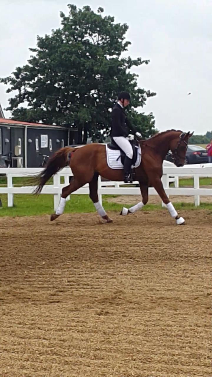 Dansk Varmblod Lundens Bosten (Kop) billede 9