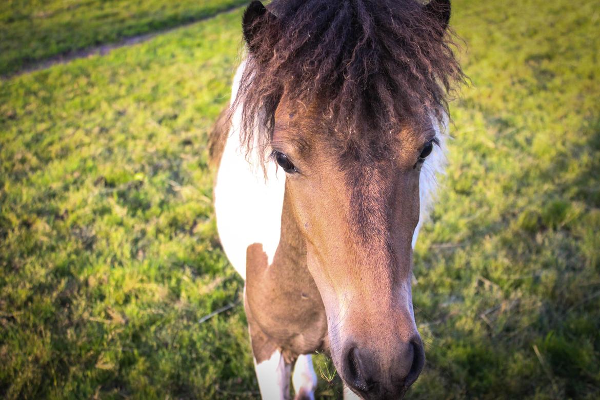 Shetlænder blanding  Gizmo  billede 3