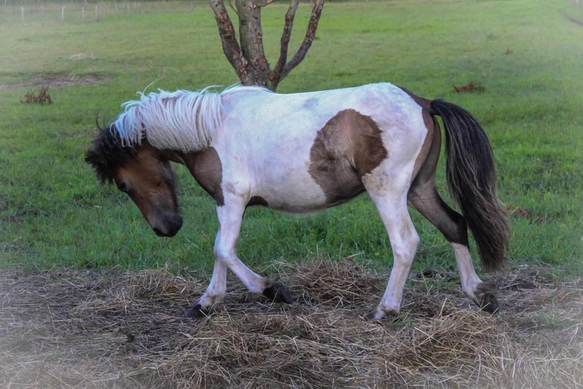 Shetlænder blanding  Gizmo  billede 4