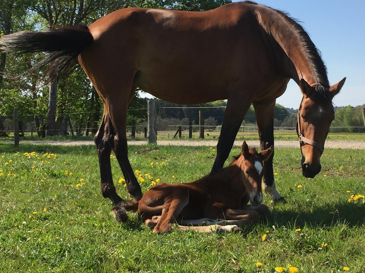 Dansk Varmblod Crystal Diamond - første gang på fold puhh det hårdt jeg sover lige lidt :D billede 2