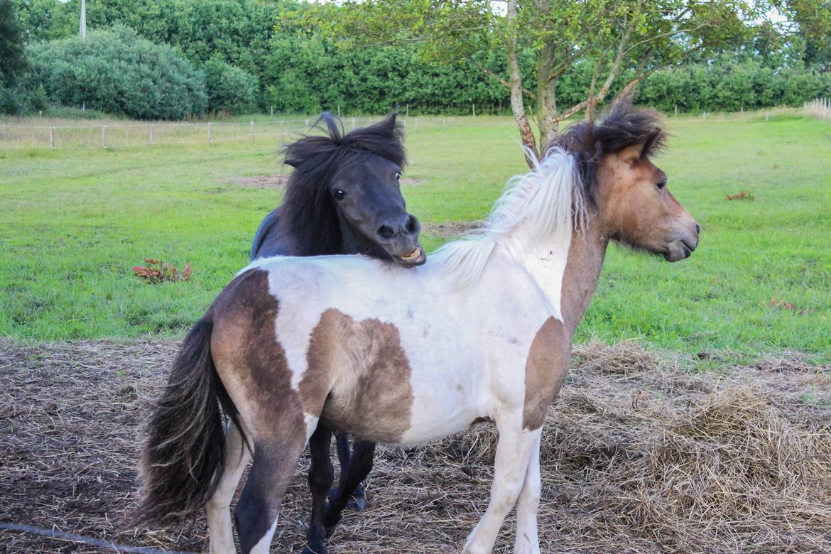 Shetlænder Mosbækmindes Toscana billede 11