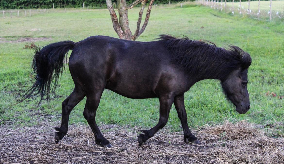 Shetlænder Mosbækmindes Toscana billede 9
