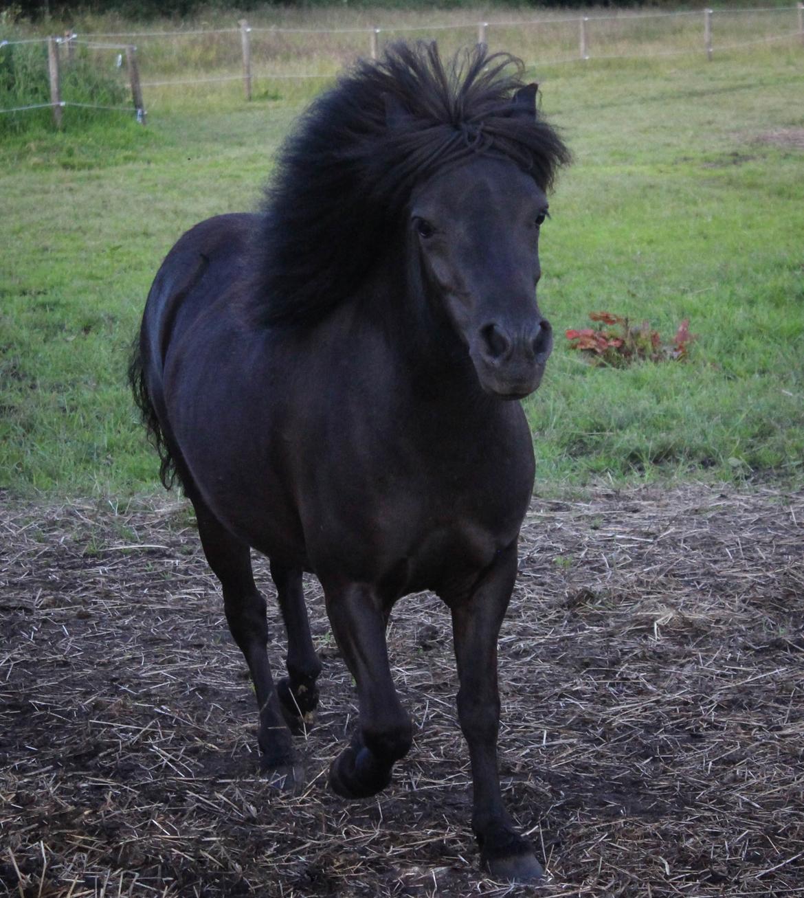 Shetlænder Mosbækmindes Toscana billede 8