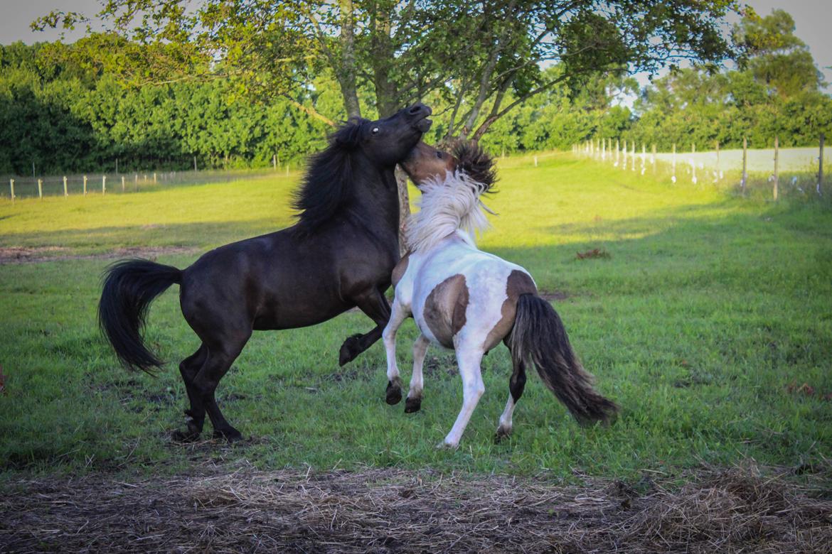 Shetlænder Mosbækmindes Toscana billede 10