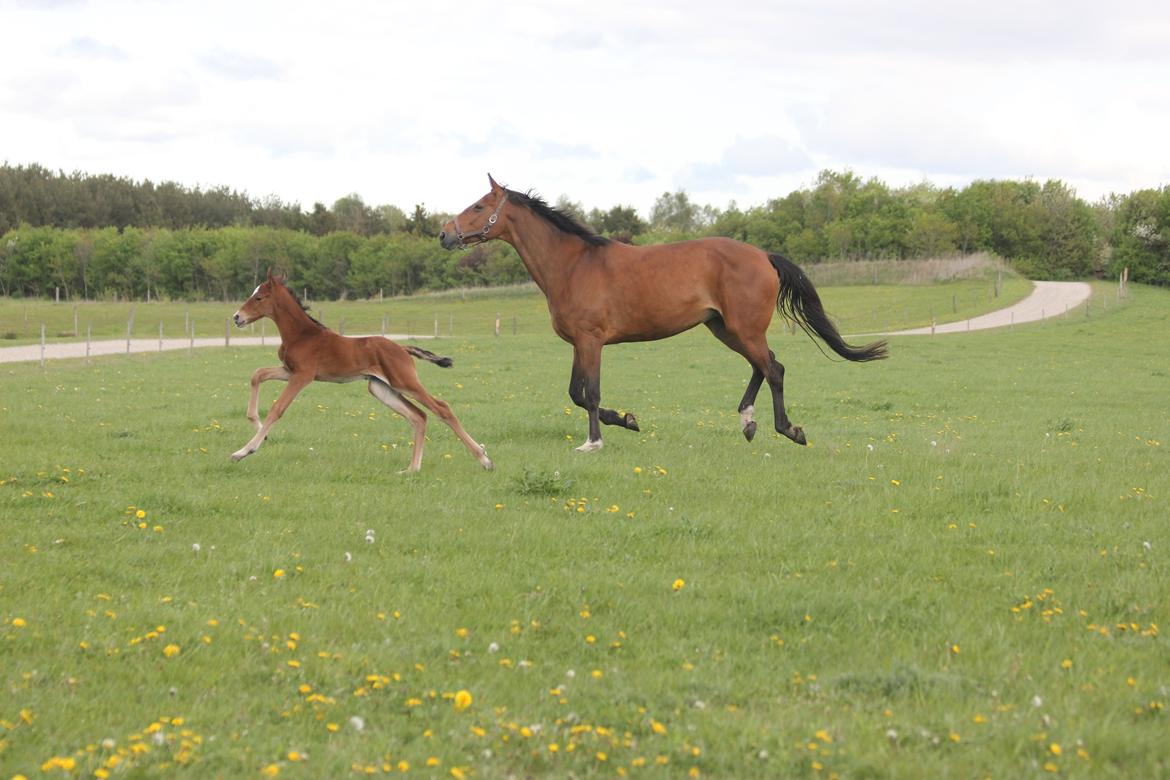 Dansk Varmblod Crystal Diamond - 14 maj så har vi fået styr på benene billede 3