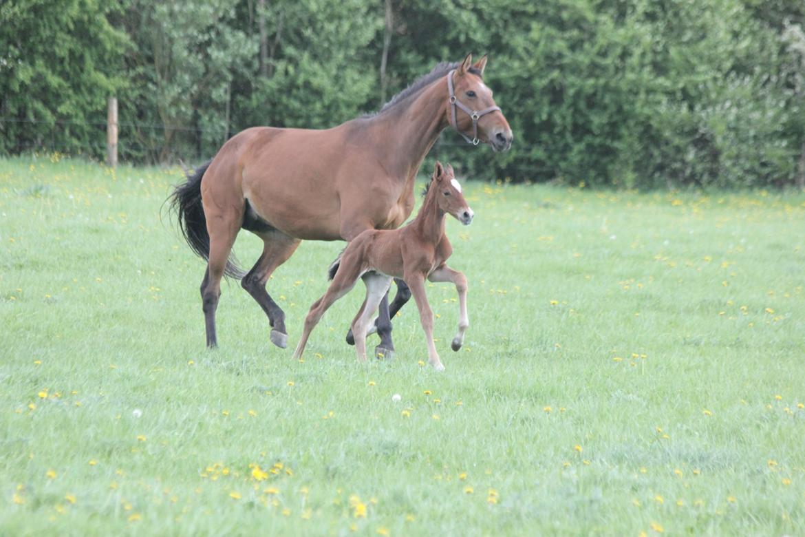 Dansk Varmblod Crystal Diamond - 14 maj med masser af fart på billede 4