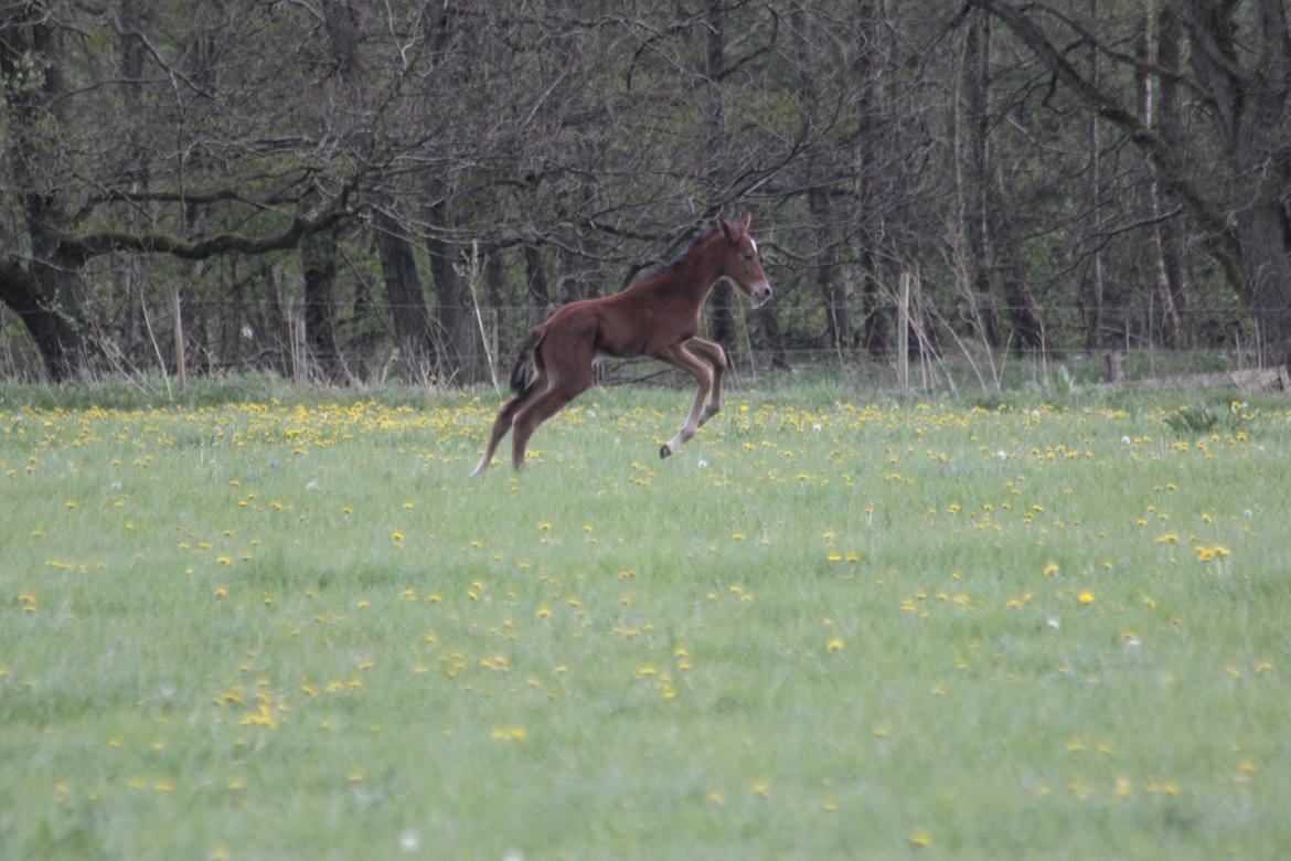 Dansk Varmblod Crystal Diamond - 14 maj jeg kan også allerede se vild ud billede 5
