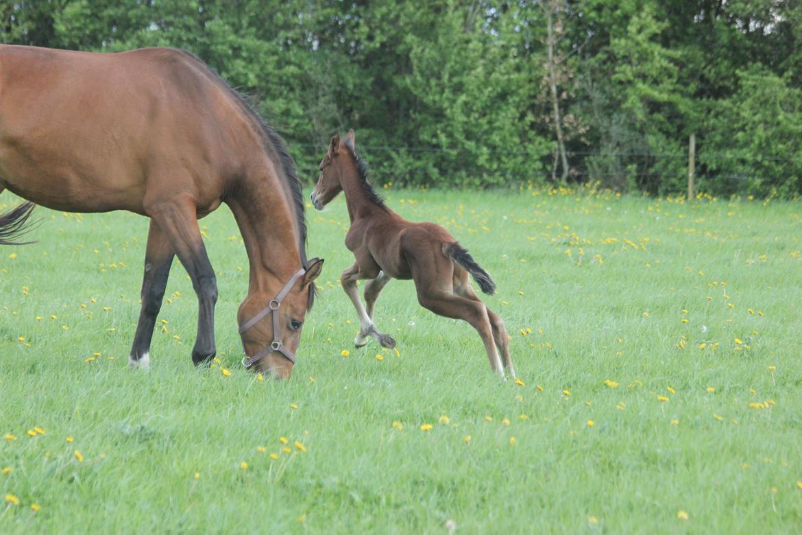 Dansk Varmblod Crystal Diamond - 14 maj kom nu mor vi skal løbe billede 6