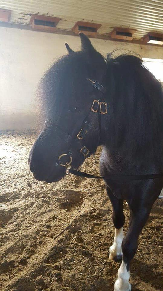 Shetlænder Pindstruphavens Amy - 2016- Første gang med trense uden grime  billede 11