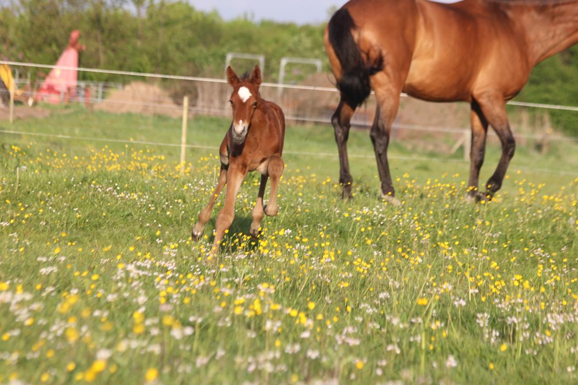 Dansk Varmblod Crystal Diamond - 20 maj billede 7