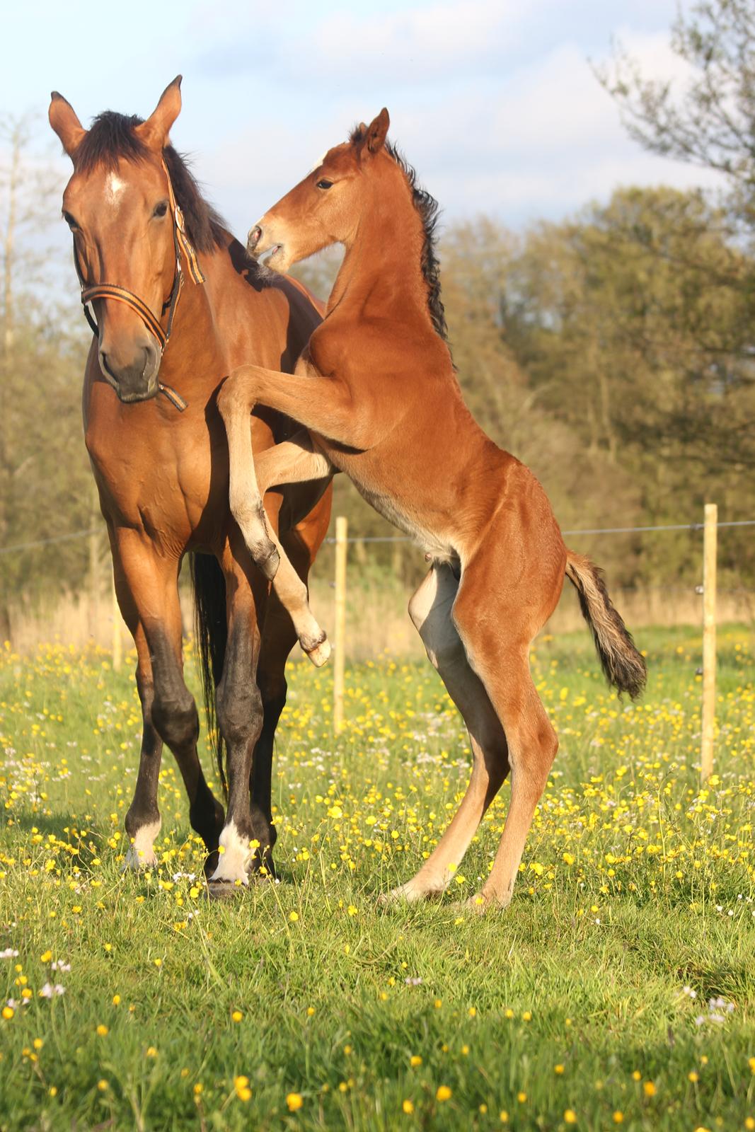Dansk Varmblod Crystal Diamond - 20 maj jeg er en stor farlig tiger :D billede 8