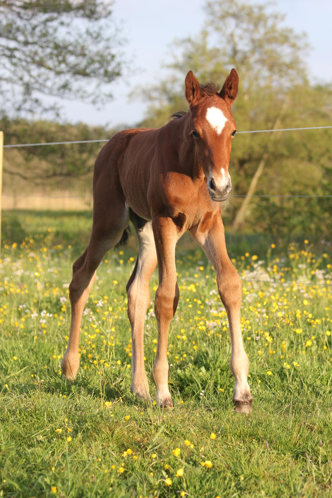 Dansk Varmblod Crystal Diamond - 20 maj billede 9