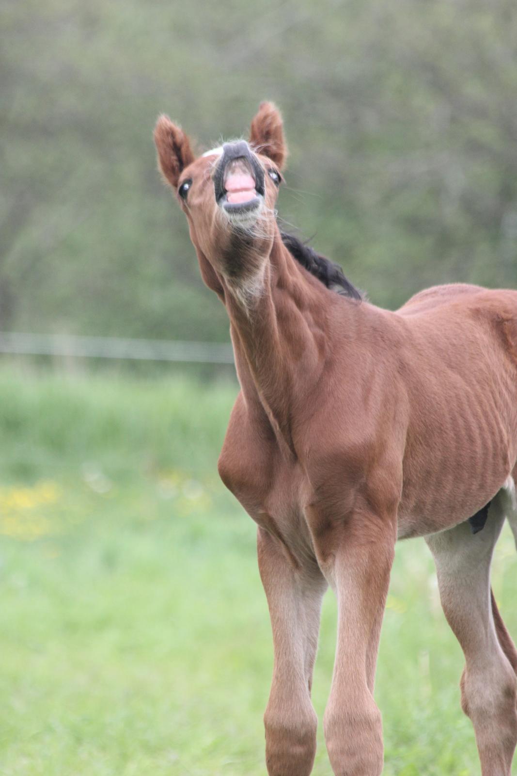 Dansk Varmblod Crystal Diamond - 22 maj Smiiiiiiil billede 11