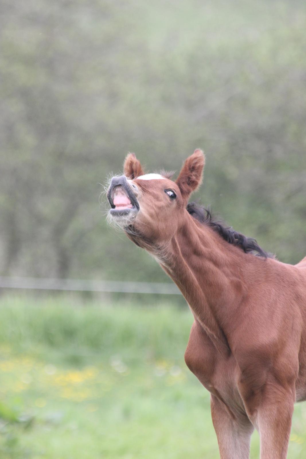 Dansk Varmblod Crystal Diamond - 22 maj smiiiiil :D billede 10