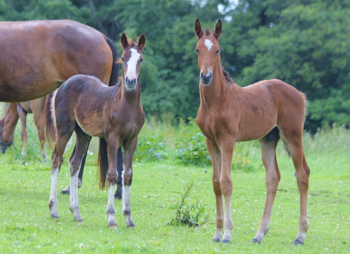 Dansk Varmblod Crystal Diamond - 3 juli nu også med lege kammerat billede 12
