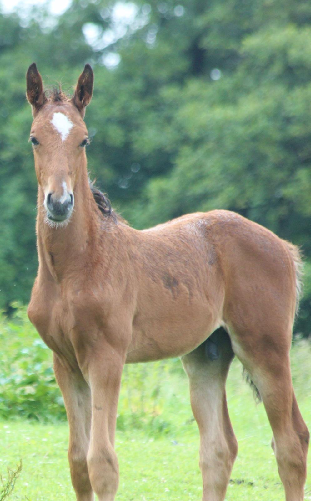 Dansk Varmblod Crystal Diamond - 3 juli billede 1