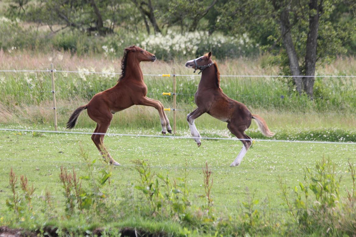 Dansk Varmblod Crystal Diamond - 29 juni vi er blevet så gode lege venner billede 13