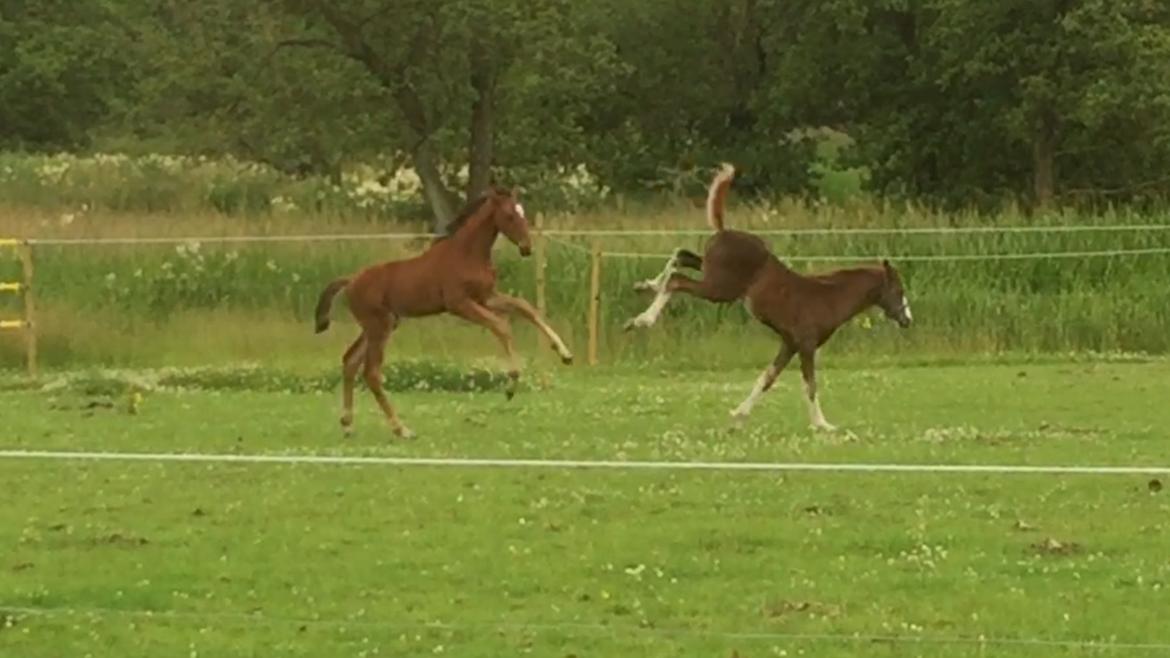 Dansk Varmblod Crystal Diamond - vi er vilde :D billede 14