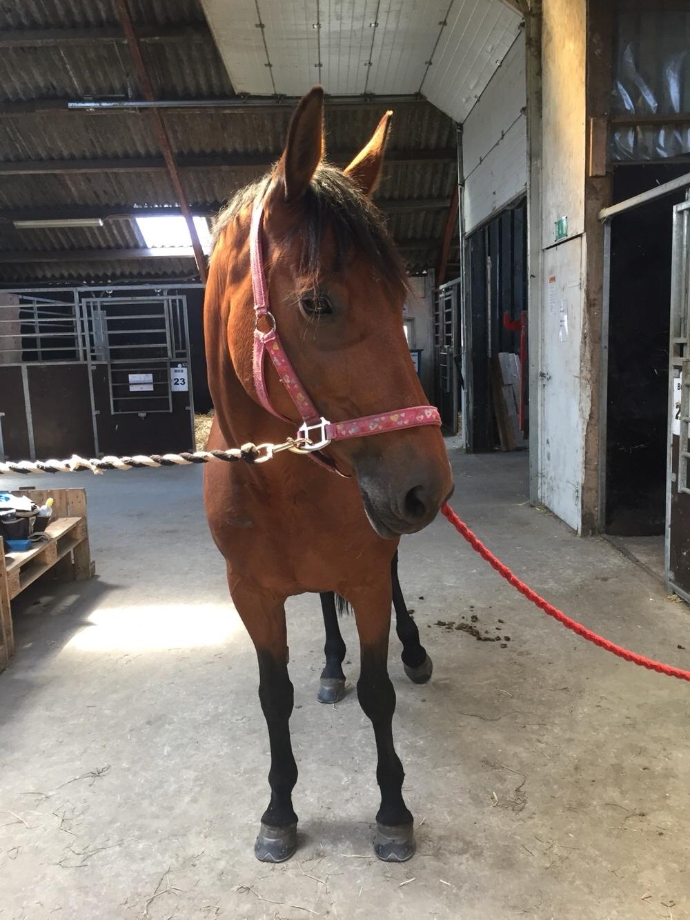 Polsk Varmblod Alvara billede 11