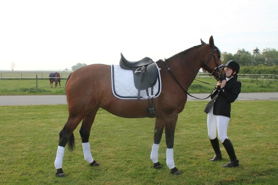 Polsk Varmblod Alvara billede 5