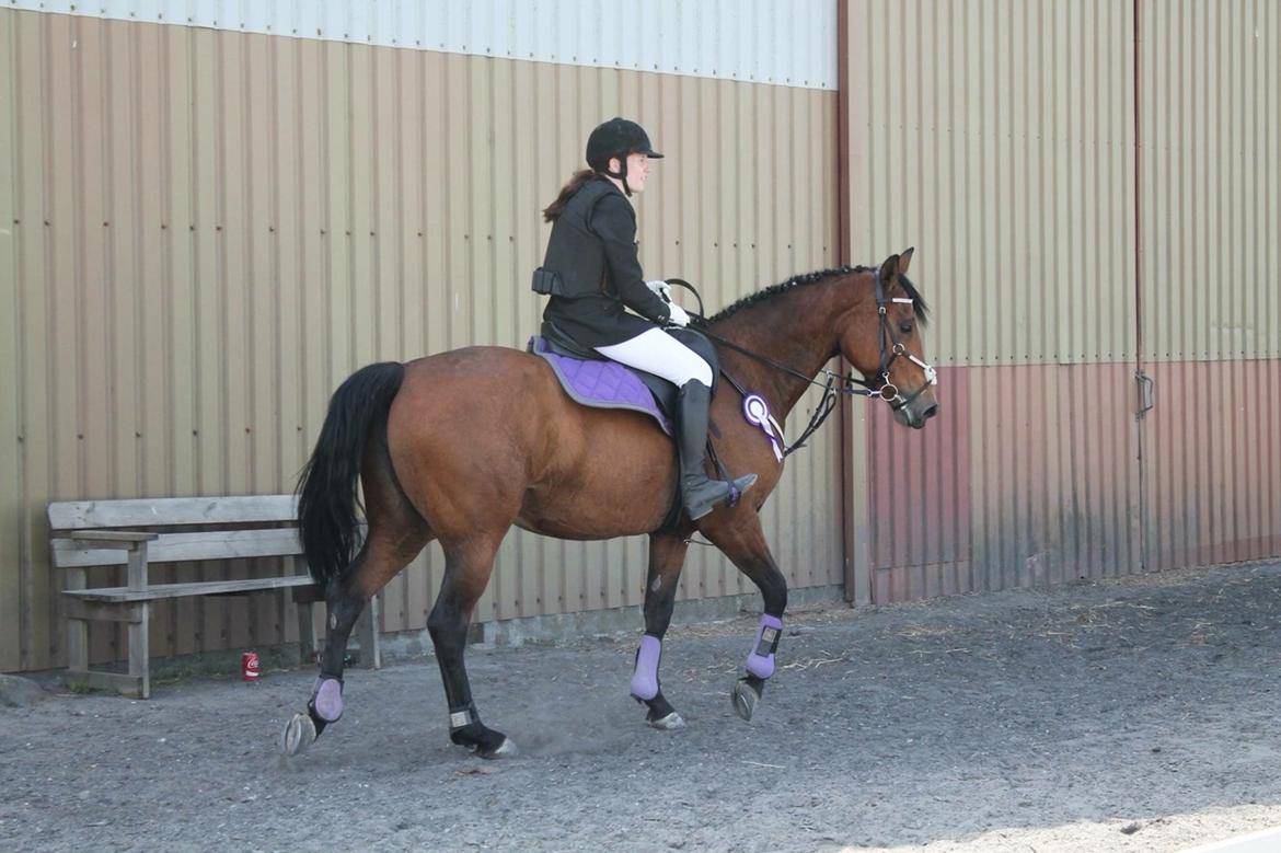 Polsk Varmblod Alvara billede 6