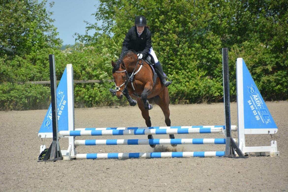 Polsk Varmblod Alvara billede 9