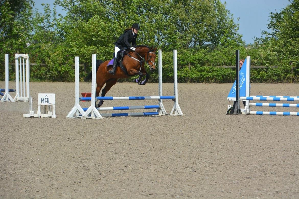 Polsk Varmblod Alvara billede 12