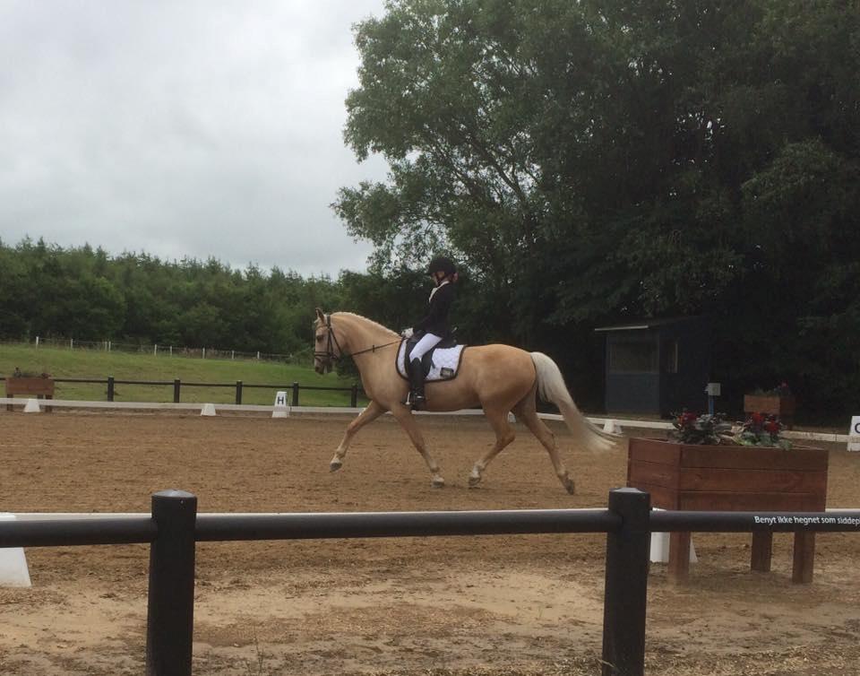 New Forest Calandias Golden Charisma - Stil cup kvalifikation Aalborg juni 2016 billede 11