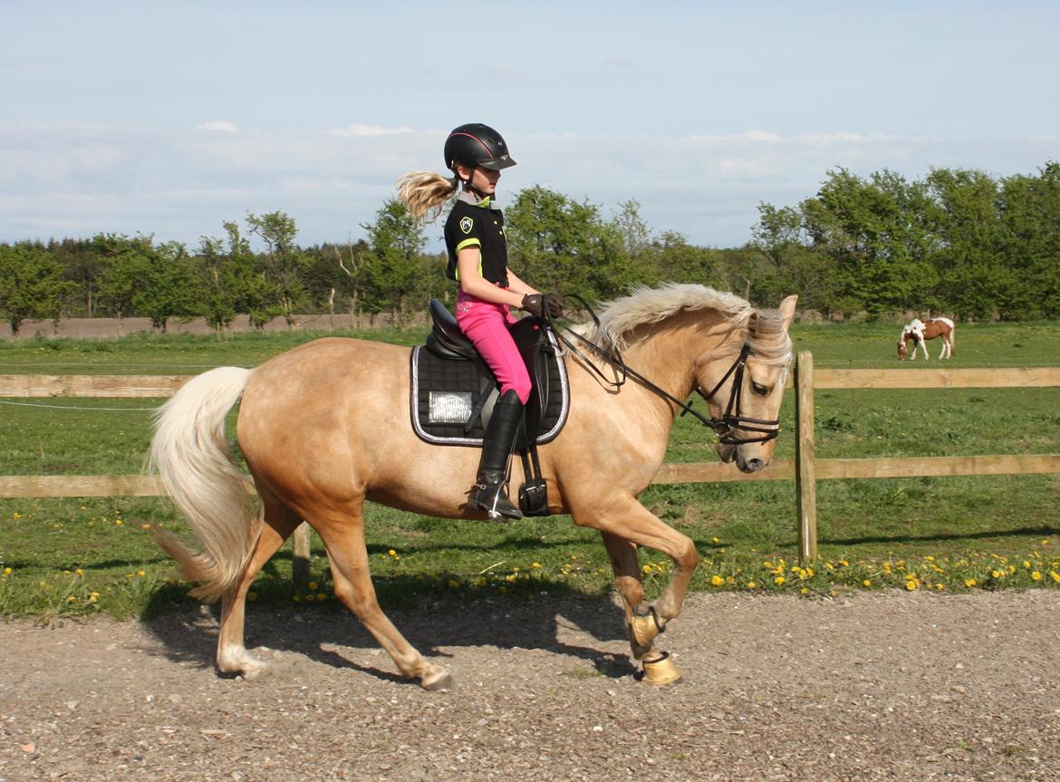 New Forest Calandias Golden Charisma billede 12