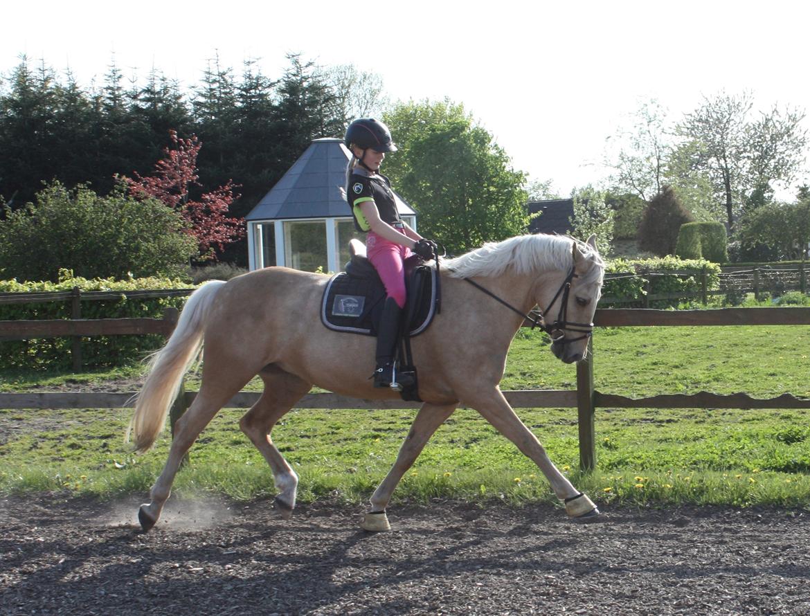 New Forest Calandias Golden Charisma billede 13