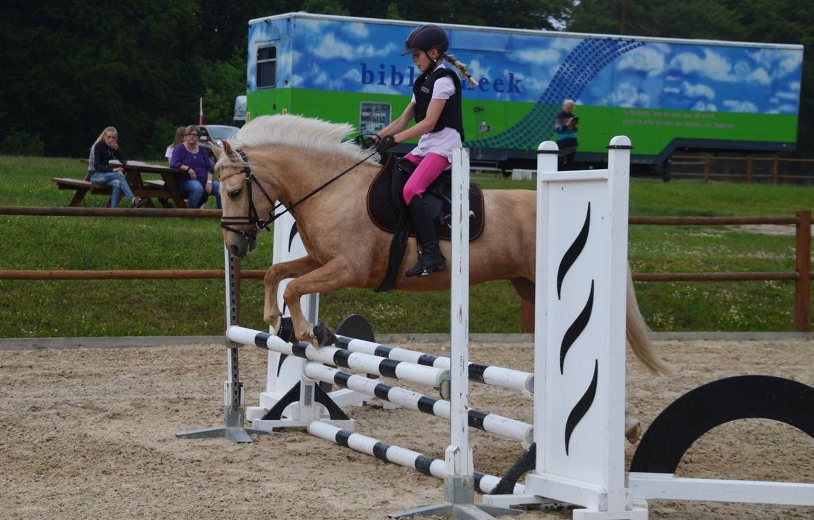 New Forest Calandias Golden Charisma billede 15