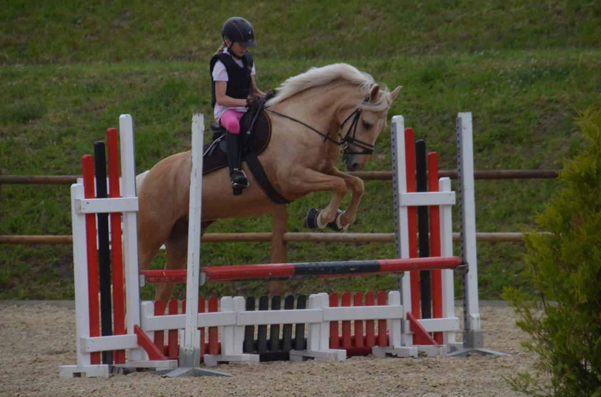 New Forest Calandias Golden Charisma billede 14