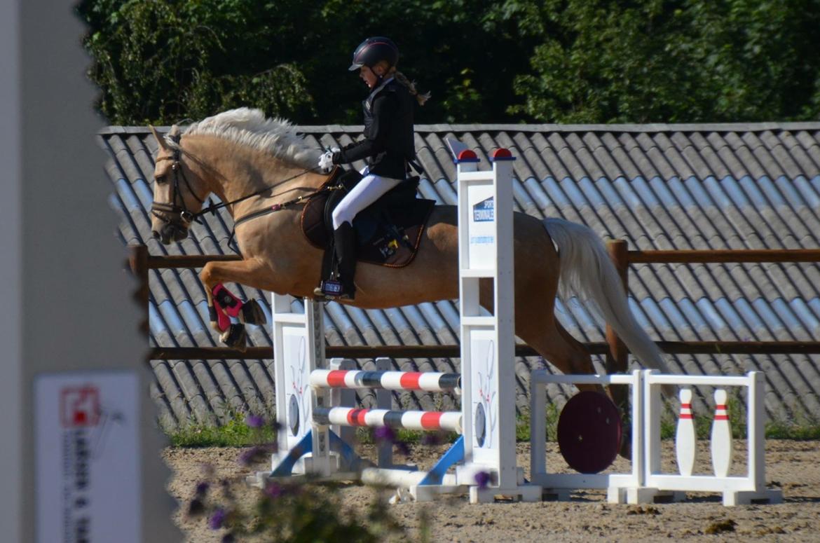 New Forest Calandias Golden Charisma billede 17