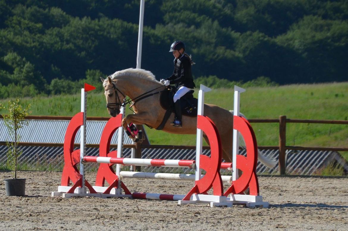 New Forest Calandias Golden Charisma billede 18