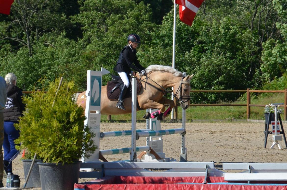 New Forest Calandias Golden Charisma - LC spring juni 2016 billede 19