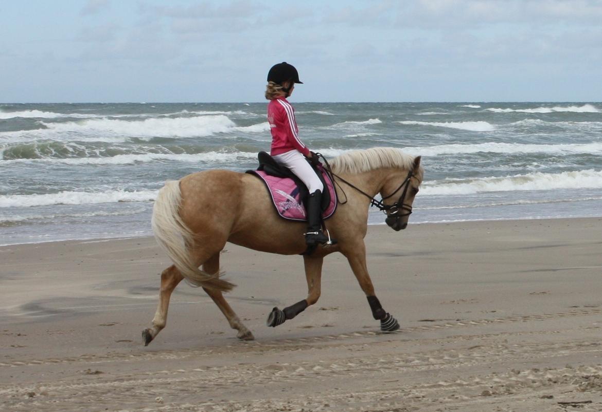 New Forest Calandias Golden Charisma - Første tur på stranden juli 2016 billede 20
