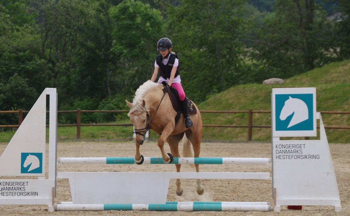 New Forest Calandias Golden Charisma billede 16