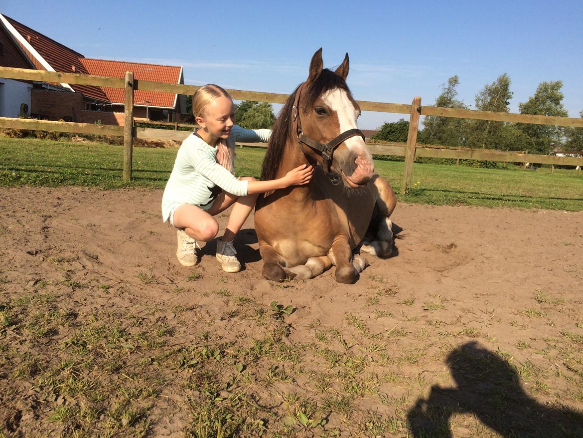 Welsh Pony (sec B) Kongsgodsgaards Avatar - Han elsker hygge på folden billede 4