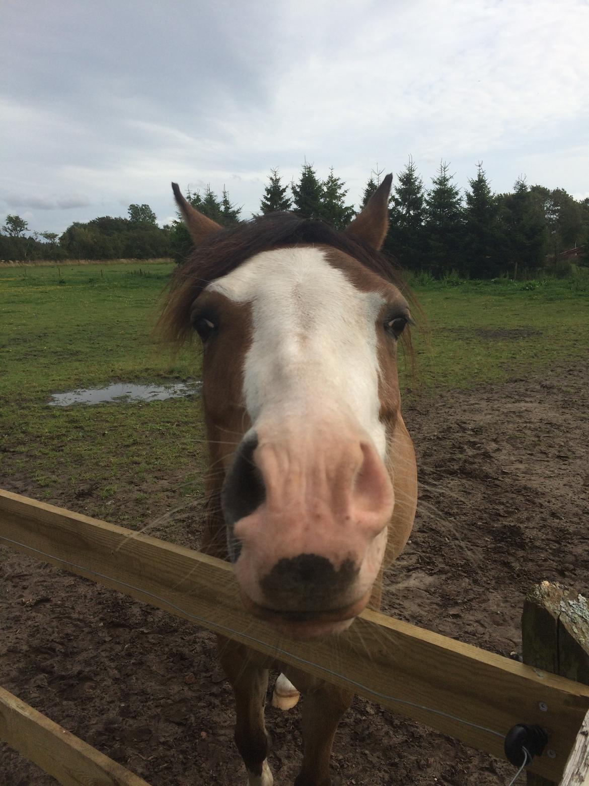 Welsh Pony (sec B) Kongsgodsgaards Avatar - Fjolle :-P billede 6