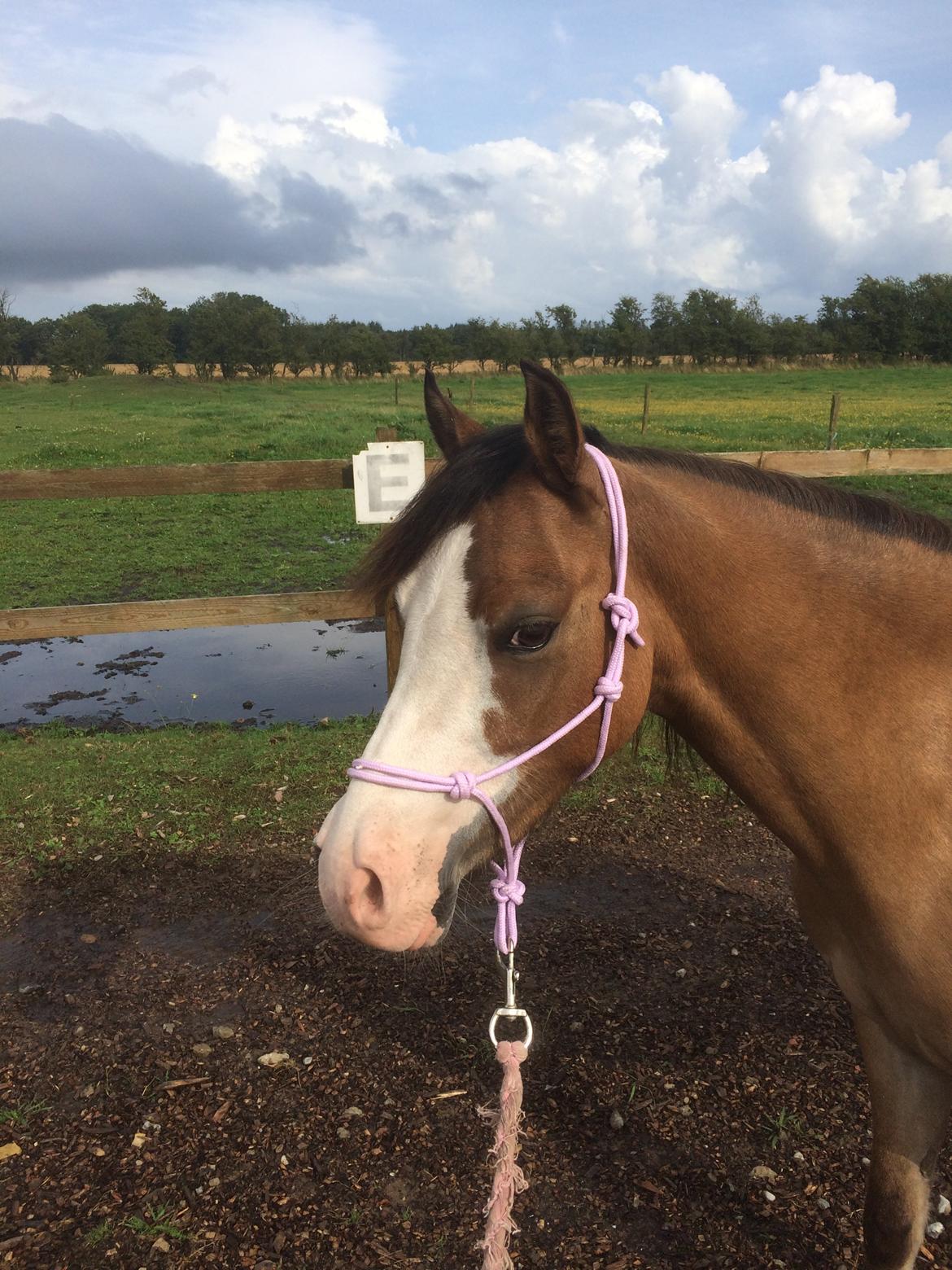 Welsh Pony (sec B) Kongsgodsgaards Avatar - Trænet fra jorden i reb-grime billede 7