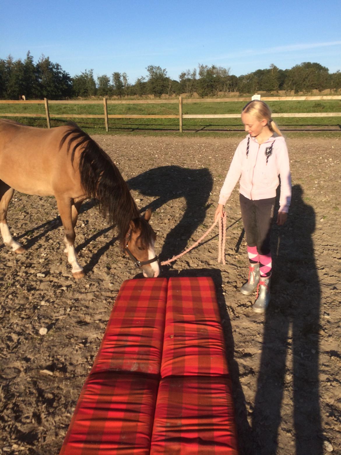 Welsh Pony (sec B) Kongsgodsgaards Avatar billede 8