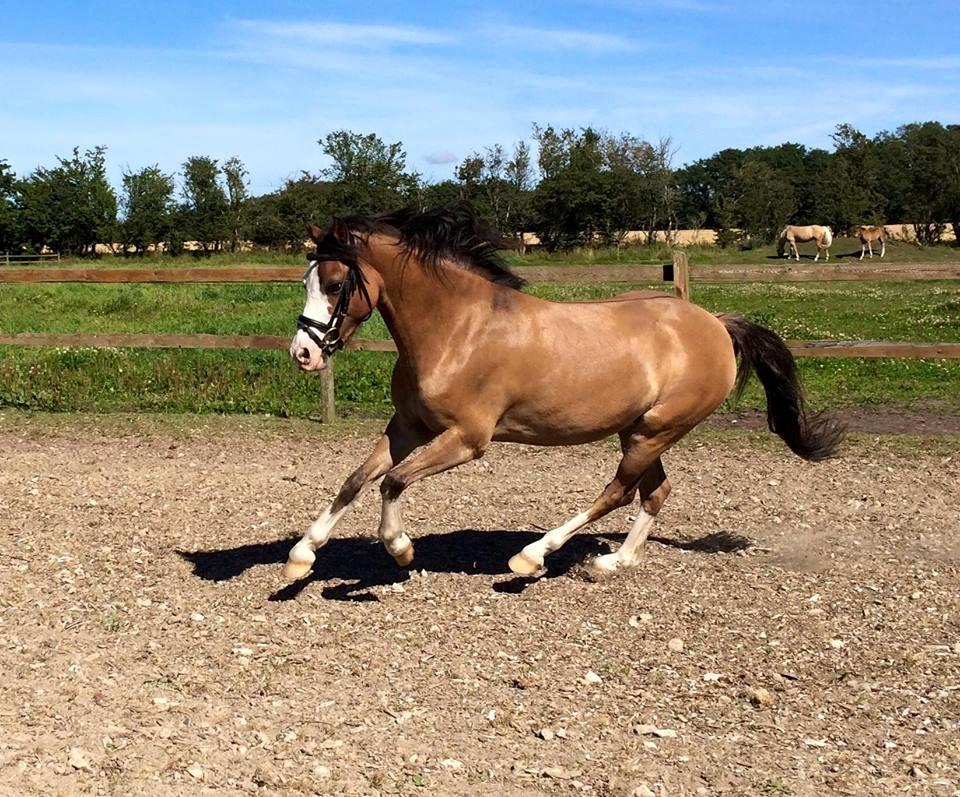 Welsh Pony (sec B) Kongsgodsgaards Avatar - Smukke Avatar 2015 billede 3