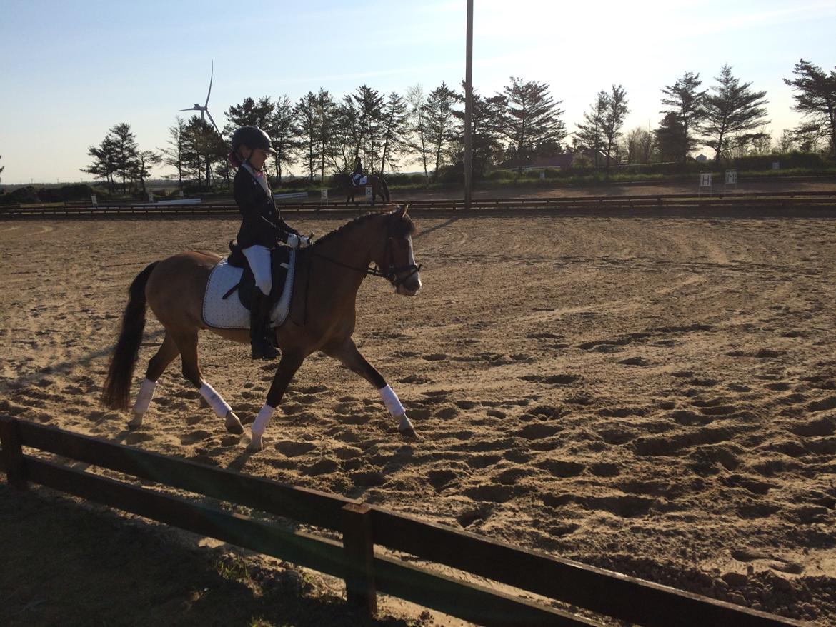 Welsh Pony (sec B) Kongsgodsgaards Avatar - Første stævne maj 2016 billede 10