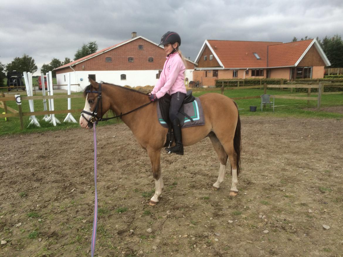 Welsh Pony (sec B) Kongsgodsgaards Avatar - Tilridning sommeren 2015 billede 9