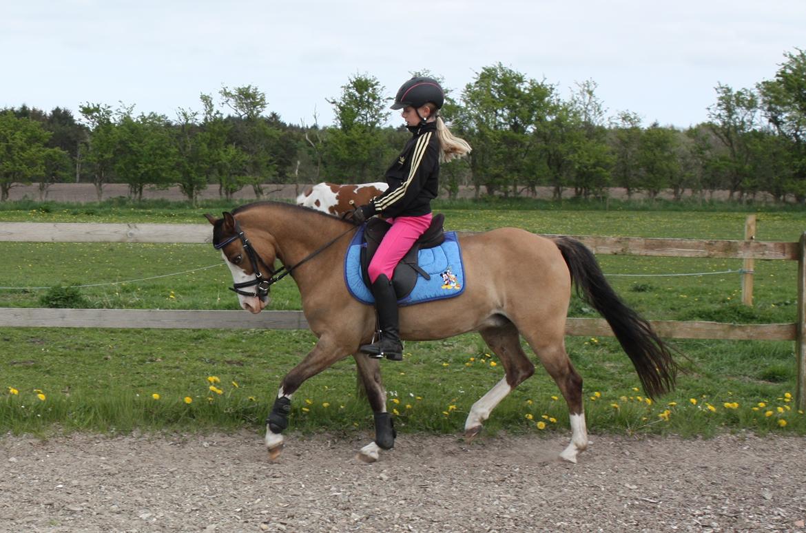 Welsh Pony (sec B) Kongsgodsgaards Avatar billede 12