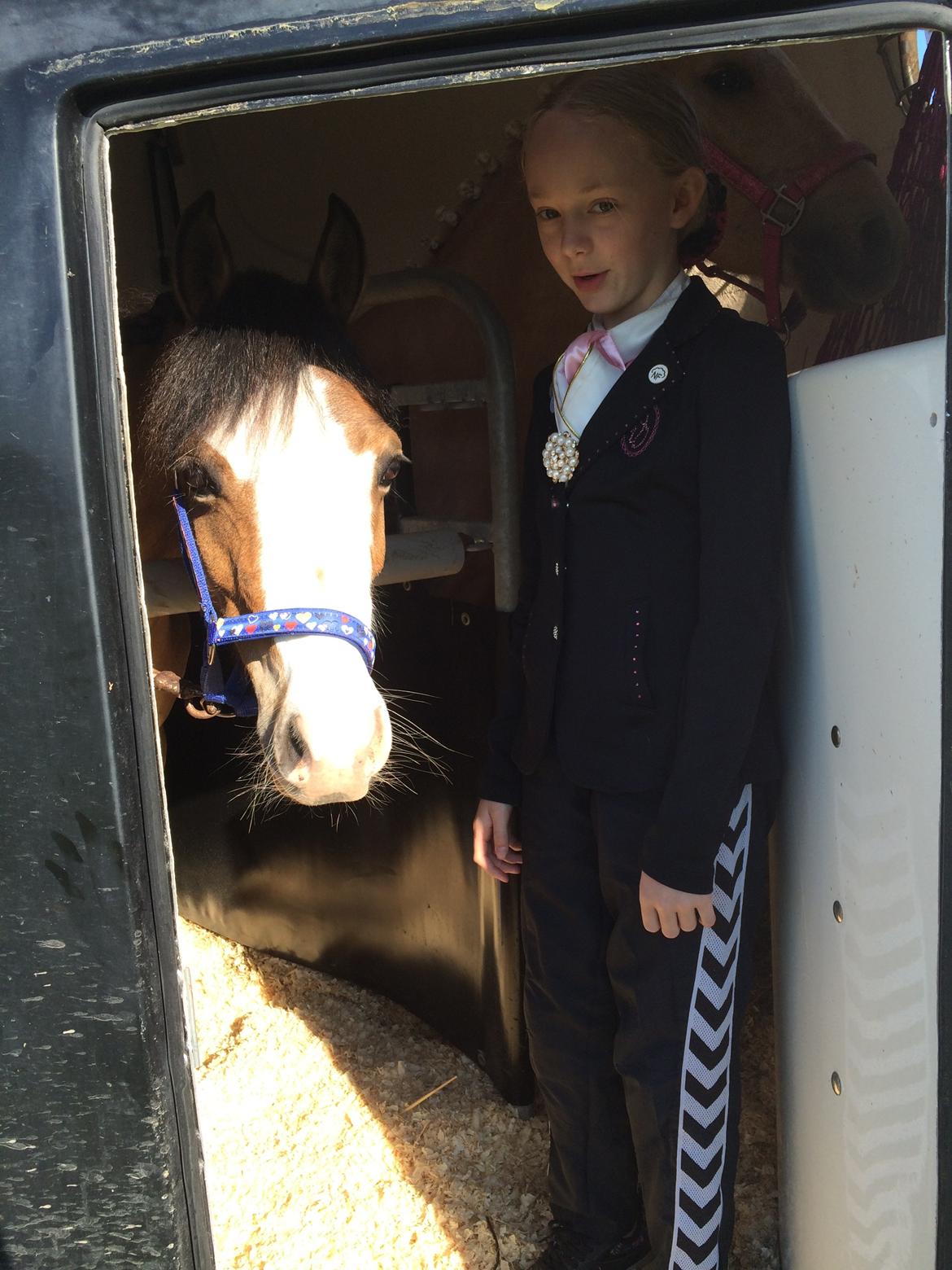 Welsh Pony (sec B) Kongsgodsgaards Avatar billede 11