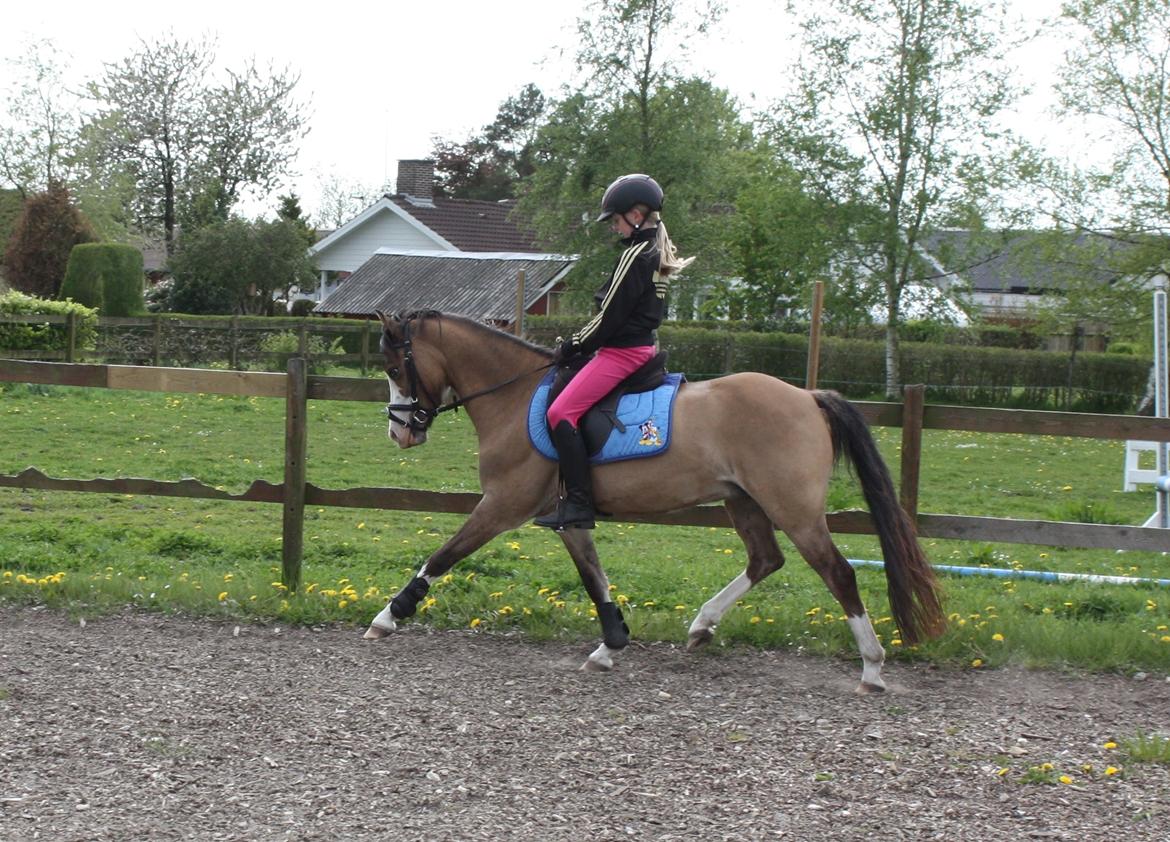 Welsh Pony (sec B) Kongsgodsgaards Avatar billede 13