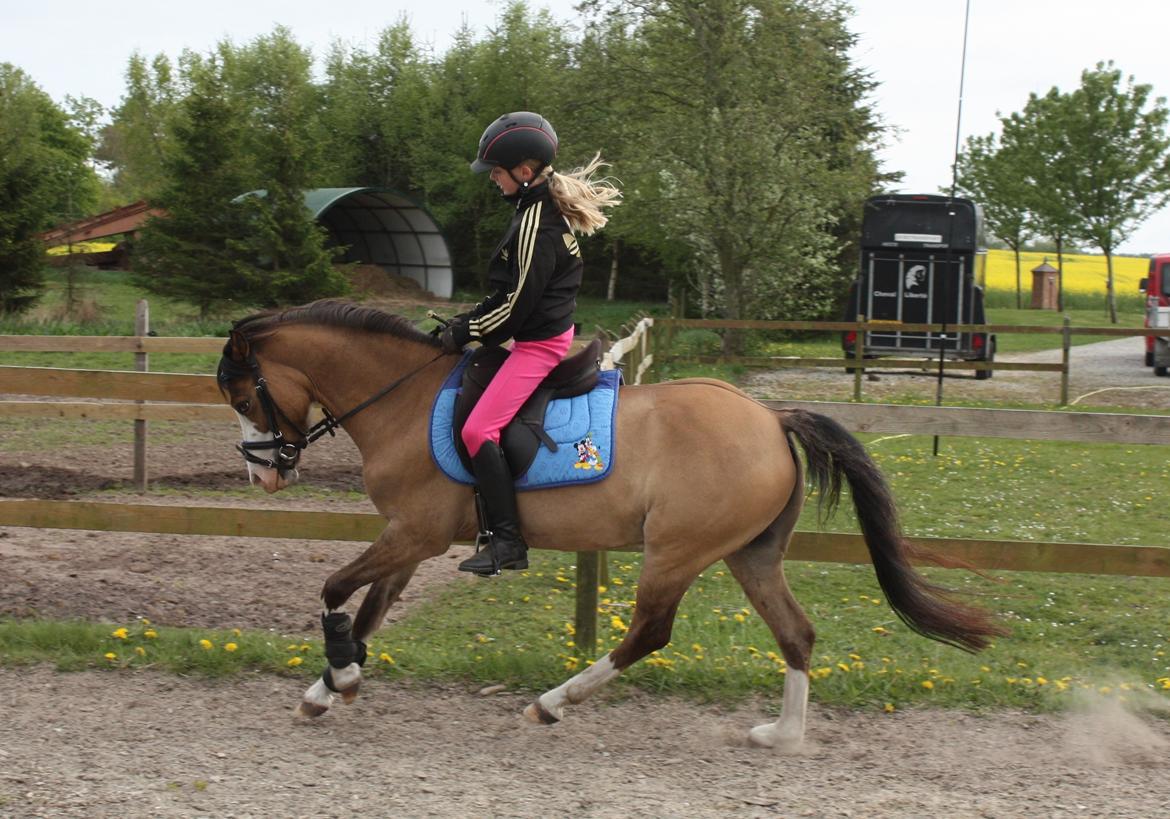 Welsh Pony (sec B) Kongsgodsgaards Avatar - Dressur  billede 2