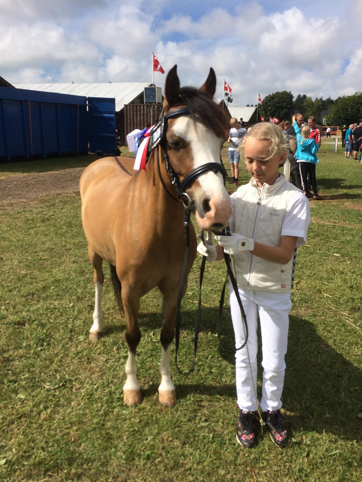 Welsh Pony (sec B) Kongsgodsgaards Avatar - Hjørring dyrskue 2016  billede 14